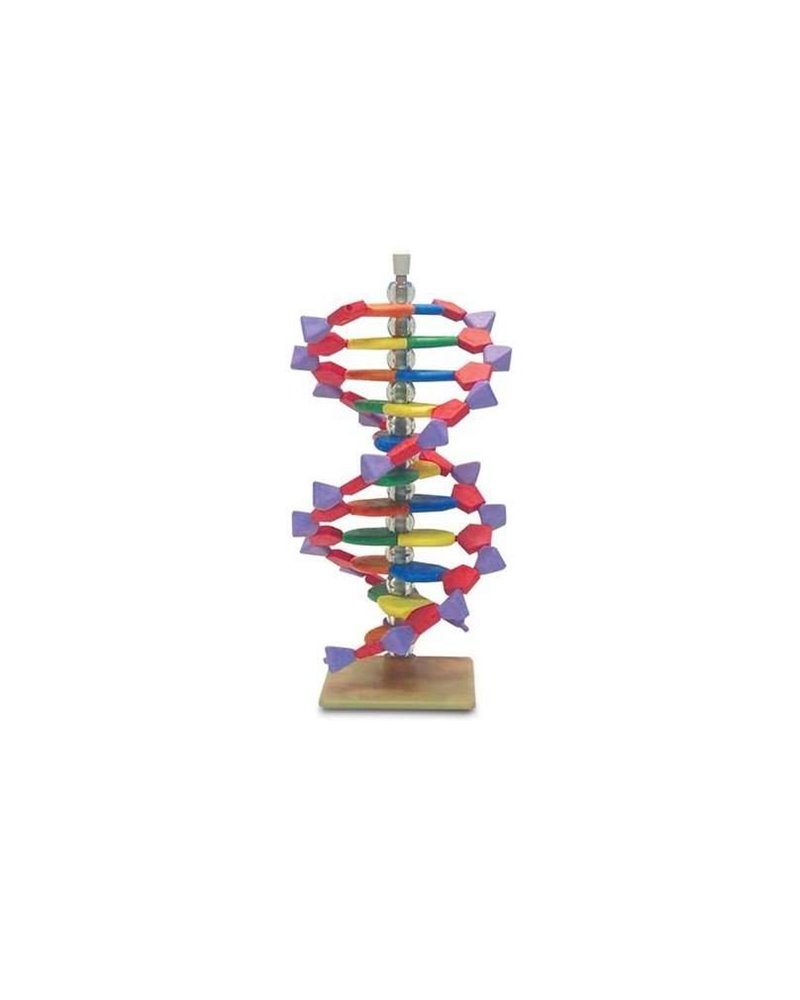 Πρόπλασμα DNA μια Έλικα