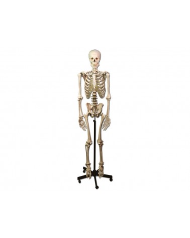 Gima Ομοίωμα Ανθρώπινου Σκελετού Τροχήλατο