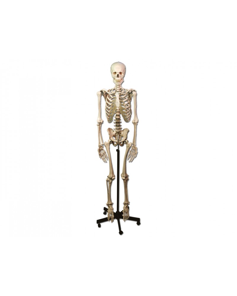Gima Ομοίωμα Ανθρώπινου Σκελετού Τροχήλατο